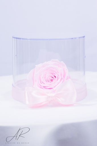Rosa Rosada Preservada L1500